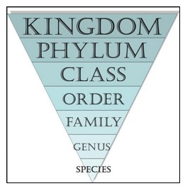 Figure 2. Classification of animals. Kingdom is the broadest category. For example, plants and animals are separate kingdoms.